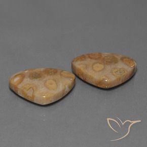 Shop natural 25.57ct Multicolore Corail fossile gems, Trillion, from Indonésie at GemSelect. In stock, global shipping!