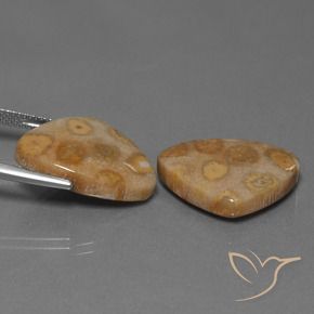 Shop natural 25.57ct Multicolore Corail fossile gems, Trillion, from Indonésie at GemSelect. In stock, global shipping!
