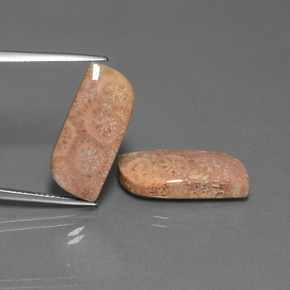 Achetez naturel ct Multicolore Corail fossile gems, Forme fantaisie, En provenance Indonésie chez GemSelect. En stock, livraison internationale!