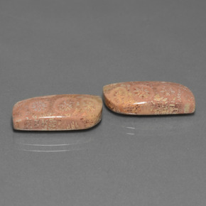 Achetez naturel ct Multicolore Corail fossile gems, Forme fantaisie, En provenance Indonésie chez GemSelect. En stock, livraison internationale!