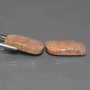 Achetez naturel ct Multicolore Corail fossile gems, Forme fantaisie, En provenance Indonésie chez GemSelect. En stock, livraison internationale!