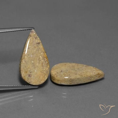 17.13ctw Naturel Multicolore corail fossile, En forme de poire, Opaque