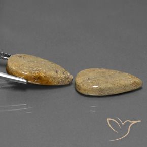 Shop natural 17.13ct Multicolore corail fossile gems, En forme de poire, from Indonésie at GemSelect. In stock, global shipping!