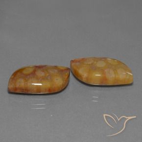 Shop natural 24.93ct Multicolore corail fossile gems, Fantaisie, from Indonésie at GemSelect. In stock, global shipping!