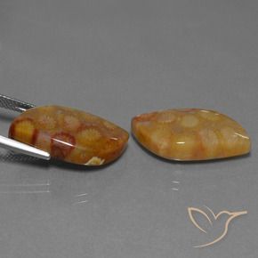 Shop natural 24.93ct Multicolore corail fossile gems, Fantaisie, from Indonésie at GemSelect. In stock, global shipping!