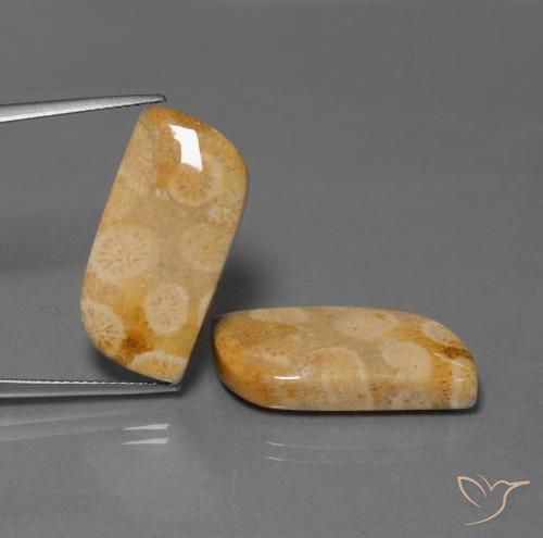 28.64ctw Naturel Multicolore corail fossile, Fantaisie, Opaque