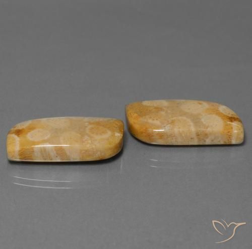 Shop natural 28.64ct Multicolore corail fossile gems, Fantaisie, from Indonésie at GemSelect. In stock, global shipping!