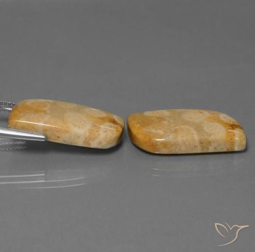 Shop natural 28.64ct Multicolore corail fossile gems, Fantaisie, from Indonésie at GemSelect. In stock, global shipping!