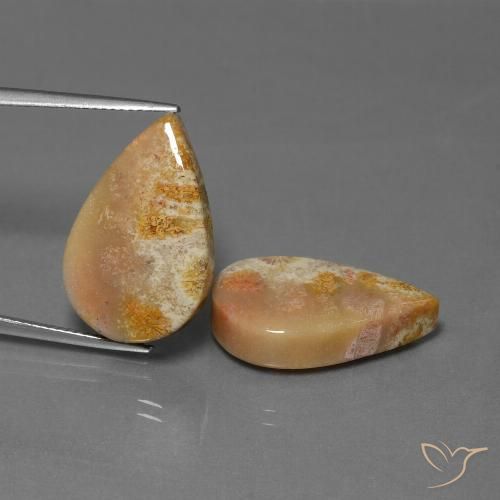 27.92ctw Naturel Multicolore corail fossile, En forme de poire, Opaque
