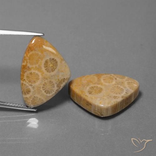 31.57ctw Naturel Multicolore corail fossile, Trillion, Opaque