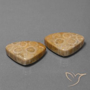 Shop natural 31.57ct Multicolore corail fossile gems, Trillion, from Indonésie at GemSelect. In stock, global shipping!