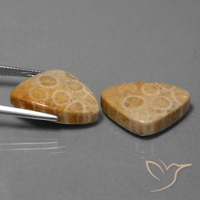 Shop natural 31.57ct Multicolore corail fossile gems, Trillion, from Indonésie at GemSelect. In stock, global shipping!