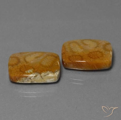 Shop natural 22.85ct Multicolore corail fossile gems, Coussin, from Indonésie at GemSelect. In stock, global shipping!