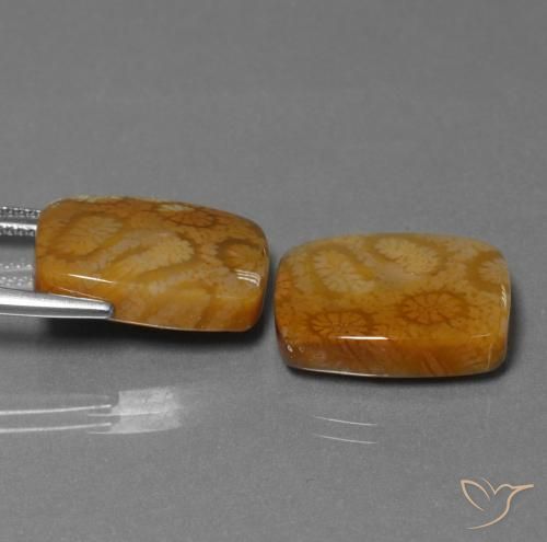 Shop natural 22.85ct Multicolore corail fossile gems, Coussin, from Indonésie at GemSelect. In stock, global shipping!