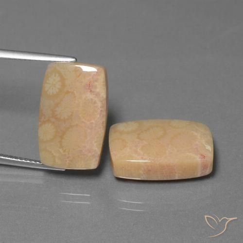 24.97ctw Naturel Multicolore Corail fossile, Coussin, Opaque