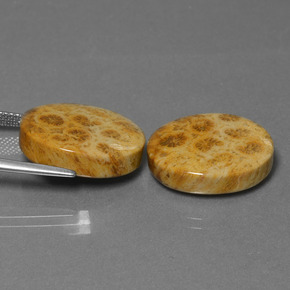 Achetez naturel ct multicolore corail fossile gems, coupe ovale, en provenance indonésie chez gemselect. en stock, livraison internationale!