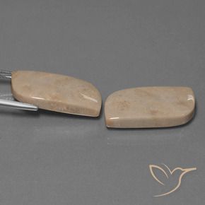 Shop natural 28.39ct Multicolore corail fossile gems, Fantaisie, from Indonésie at GemSelect. In stock, global shipping!