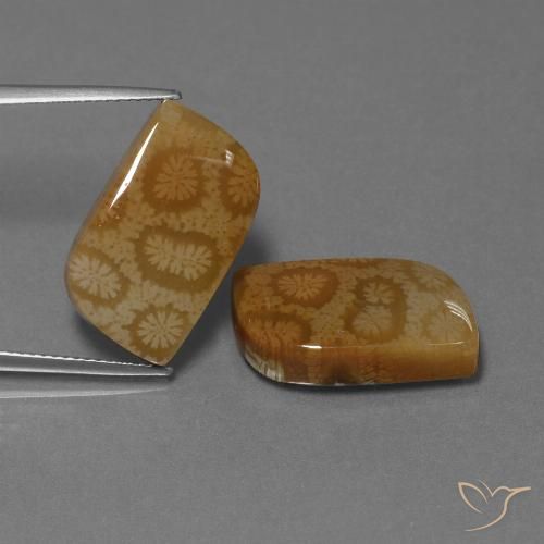 22.52ctw Naturel Multicolore corail fossile, Fantaisie, Opaque