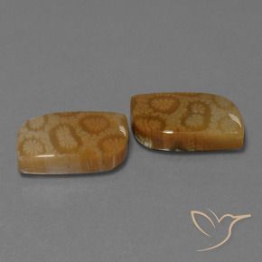 Shop natural 22.52ct Multicolore corail fossile gems, Fantaisie, from Indonésie at GemSelect. In stock, global shipping!