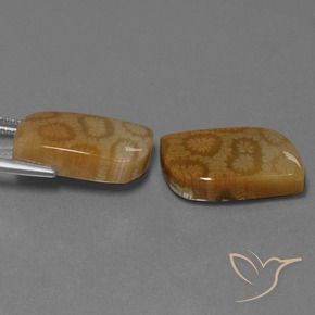 Shop natural 22.52ct Multicolore corail fossile gems, Fantaisie, from Indonésie at GemSelect. In stock, global shipping!