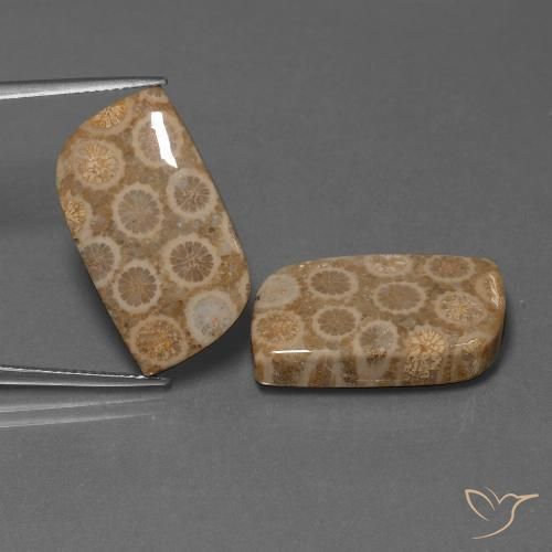 Shop natural 34.47ct Multicolore Corail fossile gems, Fantaisie, from Indonésie at GemSelect. In stock, global shipping!