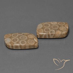 Shop natural 34.47ct Multicolore Corail fossile gems, Fantaisie, from Indonésie at GemSelect. In stock, global shipping!