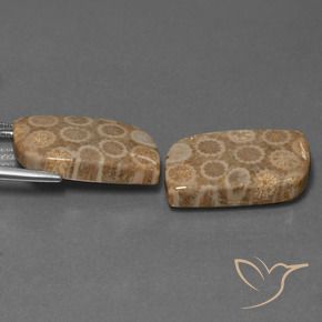 Shop natural 34.47ct Multicolore Corail fossile gems, Fantaisie, from Indonésie at GemSelect. In stock, global shipping!