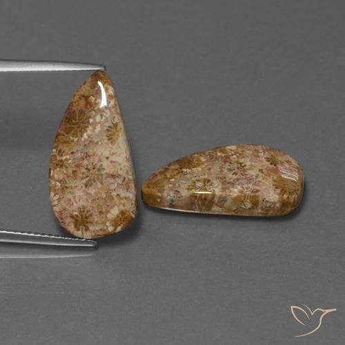 Shop natural 16.75ct Multicolore Corail fossile gems, Fantaisie, from Indonésie at GemSelect. In stock, global shipping!