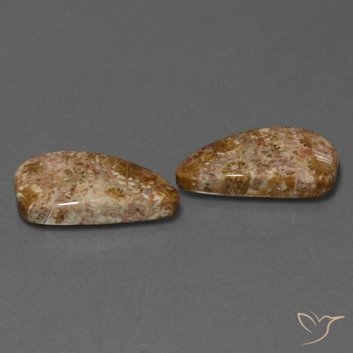 Shop natural 16.75ct Multicolore Corail fossile gems, Fantaisie, from Indonésie at GemSelect. In stock, global shipping!
