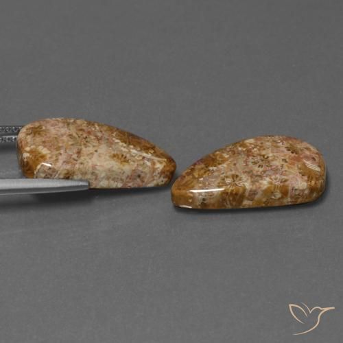 Shop natural 16.75ct Multicolore Corail fossile gems, Fantaisie, from Indonésie at GemSelect. In stock, global shipping!