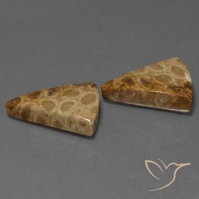 Shop natural 29.28ct Multicolore corail fossile gems, Trillion, from Indonésie at GemSelect. In stock, global shipping!
