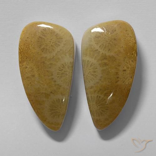 Shop natural 20.19ct Multicolore corail fossile gems, Fantaisie, from Indonésie at GemSelect. In stock, global shipping!