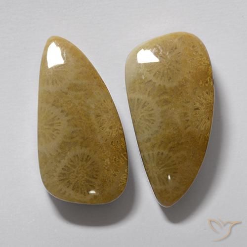 Shop natural 20.19ct Multicolore corail fossile gems, Fantaisie, from Indonésie at GemSelect. In stock, global shipping!