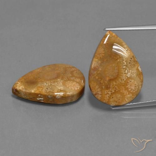 21.78ctw Naturel Multicolore corail fossile, En forme de poire, Opaque