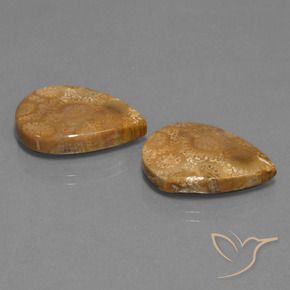 Shop natural 21.78ct Multicolore corail fossile gems, En forme de poire, from Indonésie at GemSelect. In stock, global shipping!