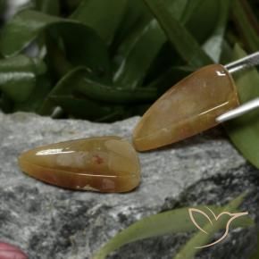 Shop natural 22.09ct Multicolore corail fossile gems, Fantaisie, from Indonésie at GemSelect. In stock, global shipping!