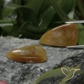 Shop natural 22.09ct Multicolore corail fossile gems, Fantaisie, from Indonésie at GemSelect. In stock, global shipping!