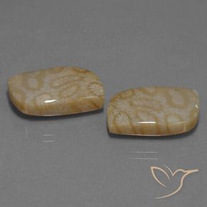 Shop natural 25.76ct Multicolore corail fossile gems, Fantaisie, from Indonésie at GemSelect. In stock, global shipping!
