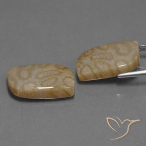 Shop natural 25.76ct Multicolore corail fossile gems, Fantaisie, from Indonésie at GemSelect. In stock, global shipping!