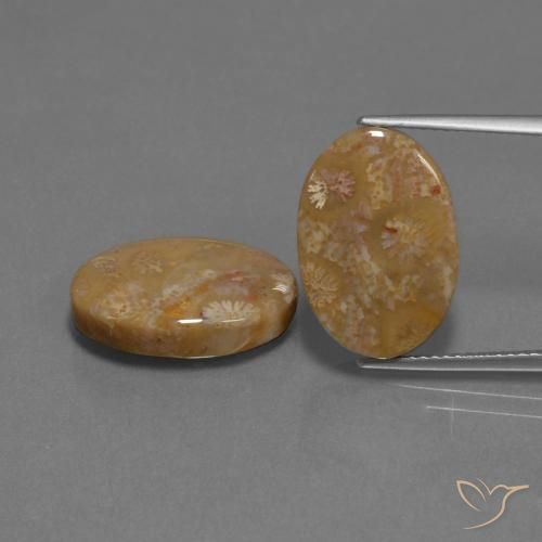 15.40ctw Naturel Multicolore corail fossile, ovale, Opaque