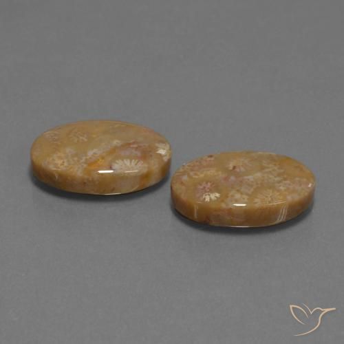 Shop natural 15.40ct Multicolore corail fossile gems, ovale, from Indonésie at GemSelect. In stock, global shipping!