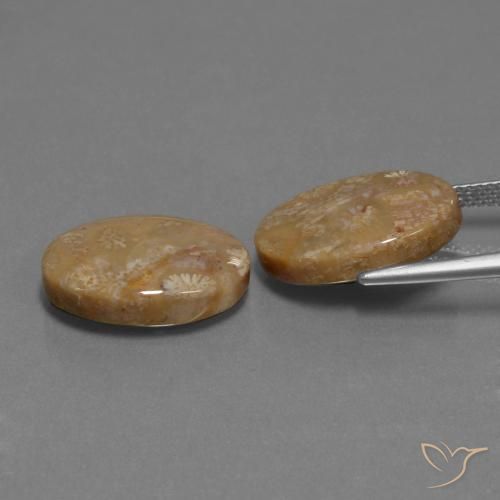 Shop natural 15.40ct Multicolore corail fossile gems, ovale, from Indonésie at GemSelect. In stock, global shipping!