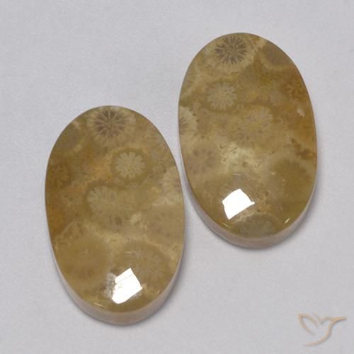 Shop natural 24.67ct Multicolore corail fossile gems, ovale, from Indonésie at GemSelect. In stock, global shipping!