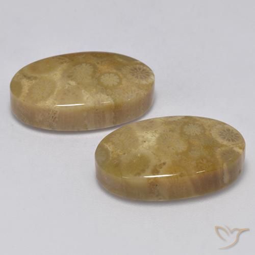 Shop natural 24.67ct Multicolore corail fossile gems, ovale, from Indonésie at GemSelect. In stock, global shipping!