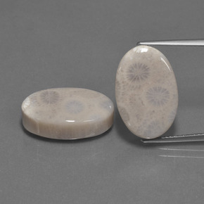 Achetez naturel ct Multicolore Corail fossile gems, Coupe ovale, En provenance Indonésie chez GemSelect. En stock, livraison internationale!