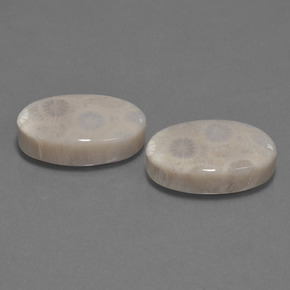 Achetez naturel ct Multicolore Corail fossile gems, Coupe ovale, En provenance Indonésie chez GemSelect. En stock, livraison internationale!