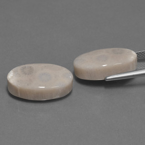 Achetez naturel ct Multicolore Corail fossile gems, Coupe ovale, En provenance Indonésie chez GemSelect. En stock, livraison internationale!