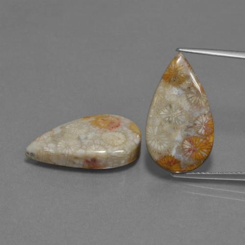 Achetez naturel 18.07ct Multicolore Corail fossile gems, En forme de poire, En provenance Indonésie chez GemSelect. En stock, livraison internationale!
