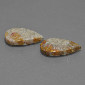 Achetez naturel 18.07ct Multicolore Corail fossile gems, En forme de poire, En provenance Indonésie chez GemSelect. En stock, livraison internationale!