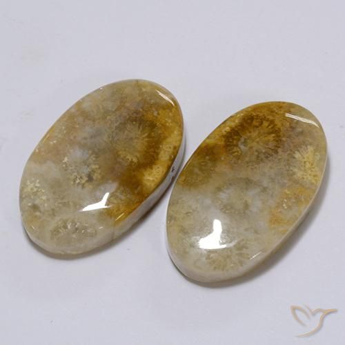Shop natural 26.28ct Multicolore Corail fossile gems, ovale, from Indonésie at GemSelect. In stock, global shipping!